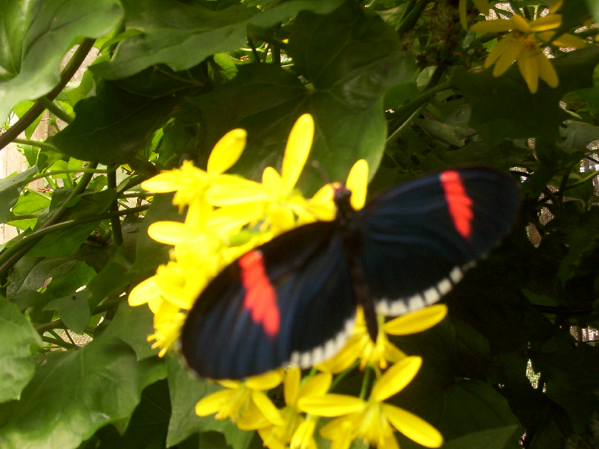 vlinder.jpg